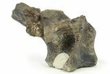 Hadrosaur (Hypacrosaurus) Dorsal Vertebral Arch - Montana #265973-1